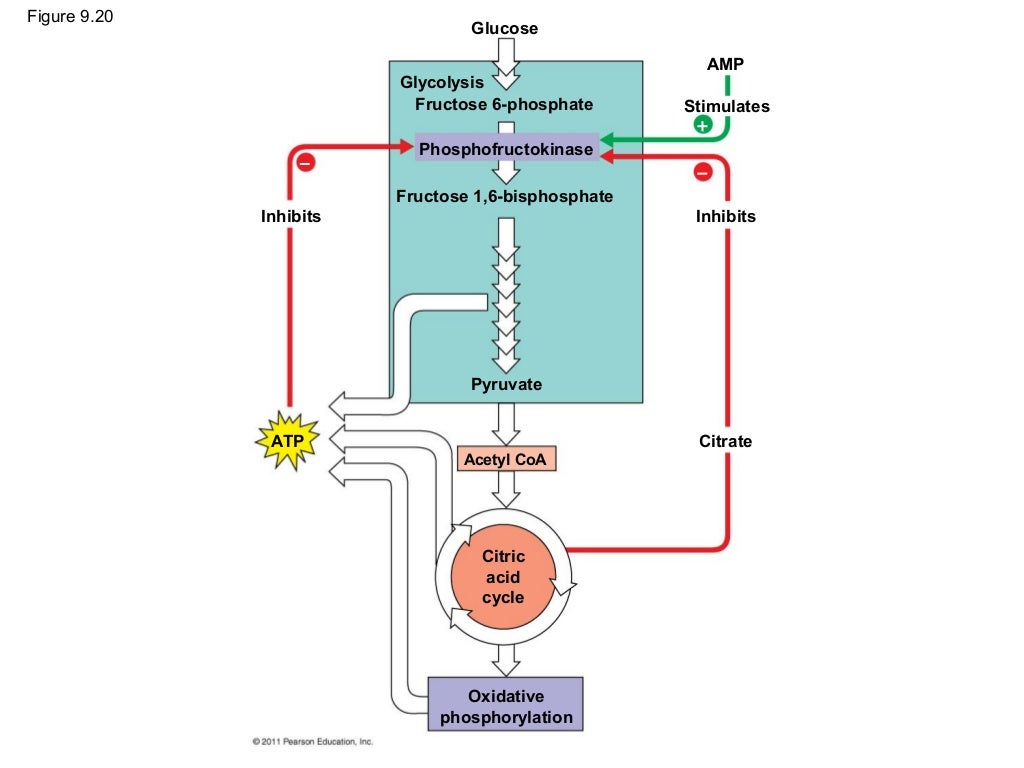Ch 9: Cell Respiration and Fermentation - Ch 9 Cell Respiration AnD Fermentation 91 1024
