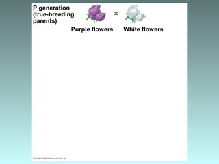 P generation
(true-breeding
parents)
Purple flowers White flowers
 