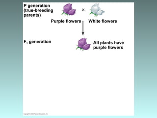P generation
(true-breeding
parents)
Purple flowers White flowers
F1 generation All plants have
purple flowers
 