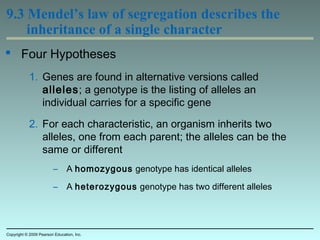 9.3 Mendel’s law of segregation describes the
inheritance of a single character
 Four Hypotheses
1. Genes are found in alternative versions called
alleles; a genotype is the listing of alleles an
individual carries for a specific gene
2. For each characteristic, an organism inherits two
alleles, one from each parent; the alleles can be the
same or different
– A homozygous genotype has identical alleles
– A heterozygous genotype has two different alleles
Copyright © 2009 Pearson Education, Inc.
 