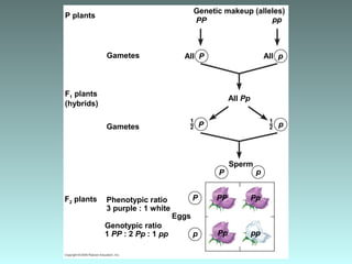 P plants
1–
2
1–
2
Genotypic ratio
1 PP : 2 Pp : 1 pp
Phenotypic ratio
3 purple : 1 white
F1 plants
(hybrids)
Gametes
Genetic makeup (alleles)
All
All Pp
Sperm
Eggs
PP
p
ppPp
Pp
P
pP
pP
P
p
PP pp
All
Gametes
F2 plants
 