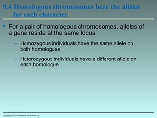 9.4 Homologous chromosomes bear the alleles
for each character
 For a pair of homologous chromosomes, alleles of
a gene reside at the same locus
– Homozygous individuals have the same allele on
both homologues
– Heterozygous individuals have a different allele on
each homologue
Copyright © 2009 Pearson Education, Inc.
 