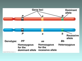 Gene loci
Homozygous
for the
dominant allele
Dominant
allele
Homozygous
for the
recessive allele
Heterozygous
Recessive
allele
Genotype:
P Ba
P
PP
a
aa
b
Bb
 