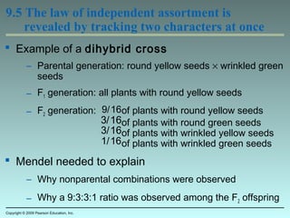 9.5 The law of independent assortment is
revealed by tracking two characters at once
 Example of a dihybrid cross
– Parental generation: round yellow seeds × wrinkled green
seeds
– F1 generation: all plants with round yellow seeds
– F2 generation: of plants with round yellow seeds
of plants with round green seeds
of plants with wrinkled yellow seeds
of plants with wrinkled green seeds
 Mendel needed to explain
– Why nonparental combinations were observed
– Why a 9:3:3:1 ratio was observed among the F2 offspring
Copyright © 2009 Pearson Education, Inc.
9/16
3/16
3/16
1/16
 