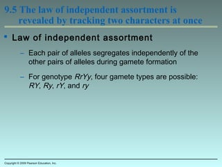 9.5 The law of independent assortment is
revealed by tracking two characters at once
 Law of independent assortment
– Each pair of alleles segregates independently of the
other pairs of alleles during gamete formation
– For genotype RrYy, four gamete types are possible:
RY, Ry, rY, and ry
Copyright © 2009 Pearson Education, Inc.
 