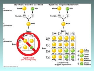P
generation
1–
2
Hypothesis: Dependent assortment Hypothesis: Independent assortment
1–
2
1–
2
1–
2
1–
4
1–
4
1–
4
1–
4
1–
4
1–
4
1–
4
1–
4
9––
16
3––
16
3––
16
1––
16
RRYY
Gametes
Eggs
F1
generation
SpermSperm
F2
generation
Eggs
Gametes
rryy
RrYy
ryRY
ryRY
ry
RY
Hypothesized
(not actually seen)
Actual results
(support hypothesis)
RRYY rryy
RrYy
ryRY
RRYY
rryy
RrYy
ry
RY
RrYy
RrYy
RrYy
rrYYRrYY
RRYyRrYY
RRYy
rrYy
rrYy
Rryy
Rryy
RRyy
rY
Ry
ry
Yellow
round
Green
round
Green
wrinkled
Yellow
wrinkled
RY rY Ry
 