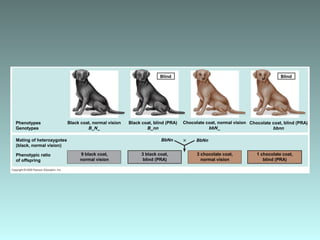 Phenotypes
Genotypes
Mating of heterozygotes
(black, normal vision)
Phenotypic ratio
of offspring
Black coat, normal vision
B_N_
9 black coat,
normal vision
Black coat, blind (PRA)
B_nn
3 black coat,
blind (PRA)
Chocolate coat, normal vision
bbN_
3 chocolate coat,
normal vision
Chocolate coat, blind (PRA)
bbnn
1 chocolate coat,
blind (PRA)
Blind Blind
BbNn BbNn
 