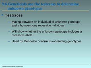 9.6 Geneticists use the testcross to determine
unknown genotypes
 Testcross
– Mating between an individual of unknown genotype
and a homozygous recessive individual
– Will show whether the unknown genotype includes a
recessive allele
– Used by Mendel to confirm true-breeding genotypes
Copyright © 2009 Pearson Education, Inc.
 