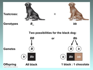 B_
or
Two possibilities for the black dog:
Testcross:
Genotypes
Gametes
Offspring 1 black : 1 chocolateAll black
Bb
bb
BB
Bb bb
B
b
Bb
b
bB
 