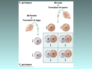 F1 genotypes
1–
2
1–
2
1–
2
1–
2
1–
4
1–
4
1–
4
1–
4
Formation of eggs
Bb female
F2 genotypes
Formation of sperm
Bb male
B
B
B B B
B
b
b
bbb
b
 