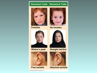 Freckles
Widow’s peak
Free earlobe
No freckles
Straight hairline
Attached earlobe
Dominant Traits Recessive Traits
 