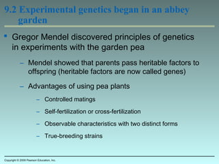 9.2 Experimental genetics began in an abbey
garden
 Gregor Mendel discovered principles of genetics
in experiments with the garden pea
– Mendel showed that parents pass heritable factors to
offspring (heritable factors are now called genes)
– Advantages of using pea plants
– Controlled matings
– Self-fertilization or cross-fertilization
– Observable characteristics with two distinct forms
– True-breeding strains
Copyright © 2009 Pearson Education, Inc.
 