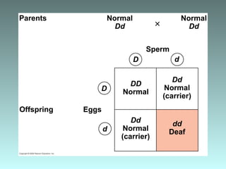 Parents Normal
Dd
Offspring
Sperm
Eggs
dd
Deafd
Dd
Normal
(carrier)
DD
NormalD
D d
Dd
Normal
(carrier)
Normal
Dd×
 