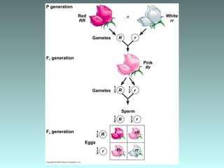 P generation
1–
2
1–
2
1–
2
1–
2
1–
2
1–
2
F1 generation
F2 generation
Red
RR
Gametes
Gametes
Eggs
Sperm
RR rR
Rr rr
R
r
R r
R r
Pink
Rr
R r
White
rr
 
