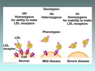 HH
Homozygous
for ability to make
LDL receptors
hh
Homozygous
for inability to make
LDL receptors
Hh
Heterozygous
LDL
receptor
LDL
Cell
Normal Mild disease Severe disease
Genotypes:
Phenotypes:
 