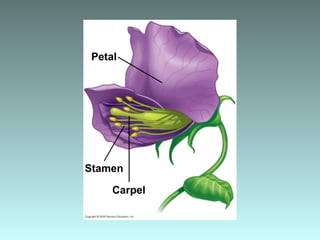 Petal
Stamen
Carpel
 