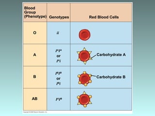 Blood
Group
(Phenotype) Genotypes
O
A
ii
IA
IA
or
IA
i
Red Blood Cells
Carbohydrate A
B
IB
IB
or
IB
i
Carbohydrate B
AB IA
IB
 