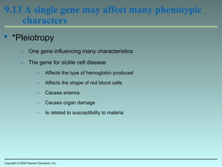 9.13 A single gene may affect many phenotypic
characters
 *Pleiotropy
– One gene influencing many characteristics
– The gene for sickle cell disease
– Affects the type of hemoglobin produced
– Affects the shape of red blood cells
– Causes anemia
– Causes organ damage
– Is related to susceptibility to malaria
Copyright © 2009 Pearson Education, Inc.
 