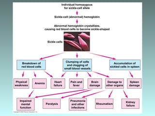 Clumping of cells
and clogging of
small blood vessels
Pneumonia
and other
infections
Accumulation of
sickled cells in spleen
Pain and
fever
Rheumatism
Heart
failure
Damage to
other organs
Brain
damage
Spleen
damage
Kidney
failure
Anemia
Paralysis
Impaired
mental
function
Physical
weakness
Breakdown of
red blood cells
Individual homozygous
for sickle-cell allele
Sickle cells
Sickle-cell (abnormal) hemoglobin
Abnormal hemoglobin crystallizes,
causing red blood cells to become sickle-shaped
 