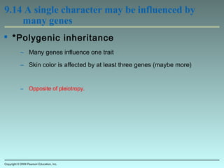 9.14 A single character may be influenced by
many genes
 *Polygenic inheritance
– Many genes influence one trait
– Skin color is affected by at least three genes (maybe more)
– Opposite of pleiotropy.
Copyright © 2009 Pearson Education, Inc.
 