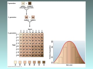 P generation
1–
8
F1 generation
F2 generation
Fractionofpopulation
Skin color
Eggs
Sperm
1–
8
1–
8
1–
8
1–
8
1–
8
1–
8
1–
8
1–
8
1–
8
1–
8
1–
8
1–
8
1–
8
1–
8
1–
8
aabbcc
(very light)
AABBCC
(very dark)
AaBbCc AaBbCc
1––
64
15––
64
6––
64
1––
64
15––
64
6––
64
20––
64
1––
64
15––
64
6––
64
20––
64
 