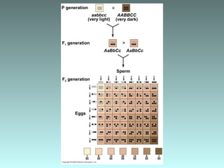 P generation
1–
8
F1 generation
F2 generation
Eggs
Sperm
1–
8
1–
8
1–
8
1–
8
1–
8
1–
8
1–
8
1–
8
1–
8
1–
8
1–
8
1–
8
1–
8
1–
8
1–
8
aabbcc
(very light)
AABBCC
(very dark)
AaBbCc AaBbCc
1––
64
15––
64
6––
64
1––
64
15––
64
6––
64
20––
64
 