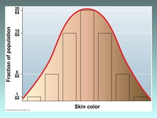 Fractionofpopulation
Skin color
1––
64
15––
64
6––
64
20––
64
 