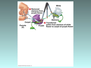 Transferred
pollen from stamens of white
flower to carpel of purple flower
Stamens
Carpel
Parents
(P)
Purple
2
White
Removed
stamens from
purple flower
1
 