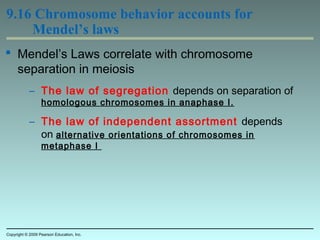 9.16 Chromosome behavior accounts for
Mendel’s laws
 Mendel’s Laws correlate with chromosome
separation in meiosis
– The law of segregation depends on separation of
homologous chromosomes in anaphase I.
– The law of independent assortment depends
on alternative orientations of chromosomes in
metaphase I
Copyright © 2009 Pearson Education, Inc.
 