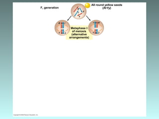 F1 generation R
Metaphase I
of meiosis
(alternative
arrangements)
r
Y
y
Rr
Y y
R r
Y y
All round yellow seeds
(RrYy)
 