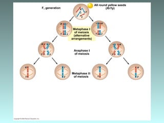 F1 generation R
Metaphase I
of meiosis
(alternative
arrangements)
r
Y
y
Rr
Y y
R r
Y y
All round yellow seeds
(RrYy)
Anaphase I
of meiosis
Metaphase II
of meiosis
R
y
r
Y
r
y
R
Y
R r
Y y
Rr
Y y
 