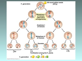 F1 generation R
Metaphase I
of meiosis
(alternative
arrangements)
r
Y
y
Rr
Y y
R r
Y y
All round yellow seeds
(RrYy)
Anaphase I
of meiosis
Metaphase II
of meiosis
R
y
r
Y
r
y
R
Y
R r
Y y
Rr
Y y
1–
4
R
y
Ry
R
y
r
Y
1–
4 rY
r
Y
1–
4 ry
r
y
1–
4 RY
R
Y
R
Y
Gametes
Fertilization among the F1 plants
:39 :3 :1F2 generation
r
y
 