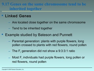 9.17 Genes on the same chromosome tend to be
inherited together
 Linked Genes
– Are located close together on the same chromosome
– Tend to be inherited together
 Example studied by Bateson and Punnett
– Parental generation: plants with purple flowers, long
pollen crossed to plants with red flowers, round pollen
– The F2 generation did not show a 9:3:3:1 ratio
– Most F2 individuals had purple flowers, long pollen or
red flowers, round pollen
Copyright © 2009 Pearson Education, Inc.
 