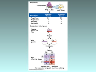 Purple long
Purple round
Red long
Red round
Explanation: linked genes
Parental
diploid cell
PpLl
Experiment
Purple flower
PpLl Long pollenPpLl
Prediction
(9:3:3:1)
Observed
offspringPhenotypes
284
21
21
55
215
71
71
24
Most
gametes
Meiosis
PL
pl
PL
PL pl
pl
Fertilization
Sperm
Most
offspring Eggs
3 purple long : 1 red round
Not accounted for: purple round and red long
PL PL
PL
PL
pl
PL
pl
pl
pl
pl
 