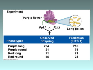 Purple long
Purple round
Red long
Red round
Experiment
Purple flower
PpLl Long pollenPpLl
Prediction
(9:3:3:1)
Observed
offspringPhenotypes
284
21
21
55
215
71
71
24
 