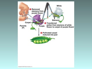 Transferred
pollen from stamens of white
flower to carpel of purple flower
Stamens
Carpel
Parents
(P)
Purple
2
White
Removed
stamens from
purple flower
1
Pollinated carpel
matured into pod
3
 