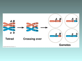 Gametes
Tetrad Crossing over
Ba baa b
A B
A B A b
 