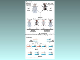 Experiment
Parental
phenotypes
Recombination frequency =
Black vestigial
Black body,
vestigial wings
GgLl
Offspring
Female Male
Gray long
965 944 206 185
ggll
Gray vestigial Black long
Gray body,
long wings
(wild type)
Recombinant
phenotypes
391 recombinants
2,300 total offspring
Explanation
= 0.17 or 17%
G L
g l g l
g l
GgLl
(female)
ggll
(male)
G L g l g L
g l
g l
g l g l
g l
g l
G L
SpermEggs
Offspring
g L
G l
G l
 