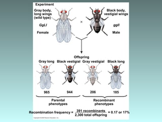 Experiment
Parental
phenotypes
Recombination frequency =
Black vestigial
Black body,
vestigial wings
GgLl
Offspring
Female Male
Gray long
965 944 206 185
ggll
Gray vestigial Black long
Gray body,
long wings
(wild type)
Recombinant
phenotypes
391 recombinants
2,300 total offspring
= 0.17 or 17%
 