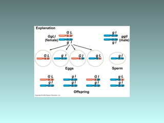 Explanation
G L
g l g l
g l
GgLl
(female)
ggll
(male)
G L g l g L
g l
g l
g l g l
g l
g l
G L
SpermEggs
Offspring
g L
G l
G l
 