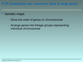 9.19 Geneticists use crossover data to map genes
 Genetic maps
– Show the order of genes on chromosomes
– Arrange genes into linkage groups representing
individual chromosomes
Copyright © 2009 Pearson Education, Inc.
 