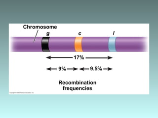 Chromosome
9.5%
Recombination
frequencies
9%
17%
g c l
 