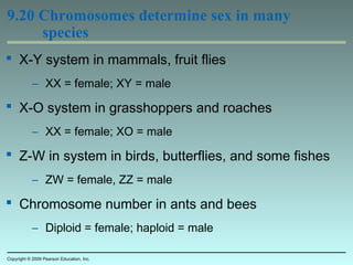 9.20 Chromosomes determine sex in many
species
 X-Y system in mammals, fruit flies
– XX = female; XY = male
 X-O system in grasshoppers and roaches
– XX = female; XO = male
 Z-W in system in birds, butterflies, and some fishes
– ZW = female, ZZ = male
 Chromosome number in ants and bees
– Diploid = female; haploid = male
Copyright © 2009 Pearson Education, Inc.
 