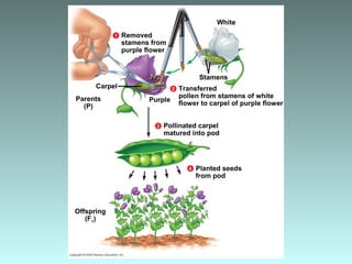 Transferred
pollen from stamens of white
flower to carpel of purple flower
Stamens
Carpel
Parents
(P)
Purple
2
White
Removed
stamens from
purple flower
1
Pollinated carpel
matured into pod
3
Offspring
(F1)
Planted seeds
from pod
4
 