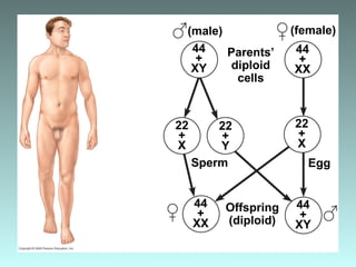 (male)
Sperm
(female)
44
+
XY
Parents’
diploid
cells
44
+
XX
22
+
X
22
+
Y
22
+
X
44
+
XY
44
+
XX
Egg
Offspring
(diploid)
 