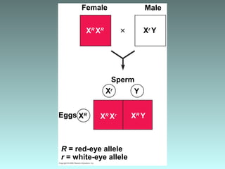 Female Male
XR
XR Xr
Y
XR
YXR
Xr
YXr
XR
Sperm
Eggs
R = red-eye allele
r = white-eye allele
 