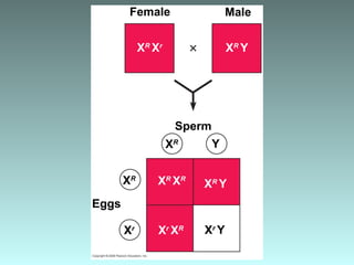 Female Male
XR
Xr
XR
Y
XR
YXR
XR
YXR
XR
Sperm
Eggs
Xr
XR Xr
YXr
 