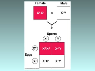 Female Male
XR
Xr Xr
Y
XR
YXR
XR
YXr
XR
Sperm
Eggs
Xr
Xr
Xr
YXr
 