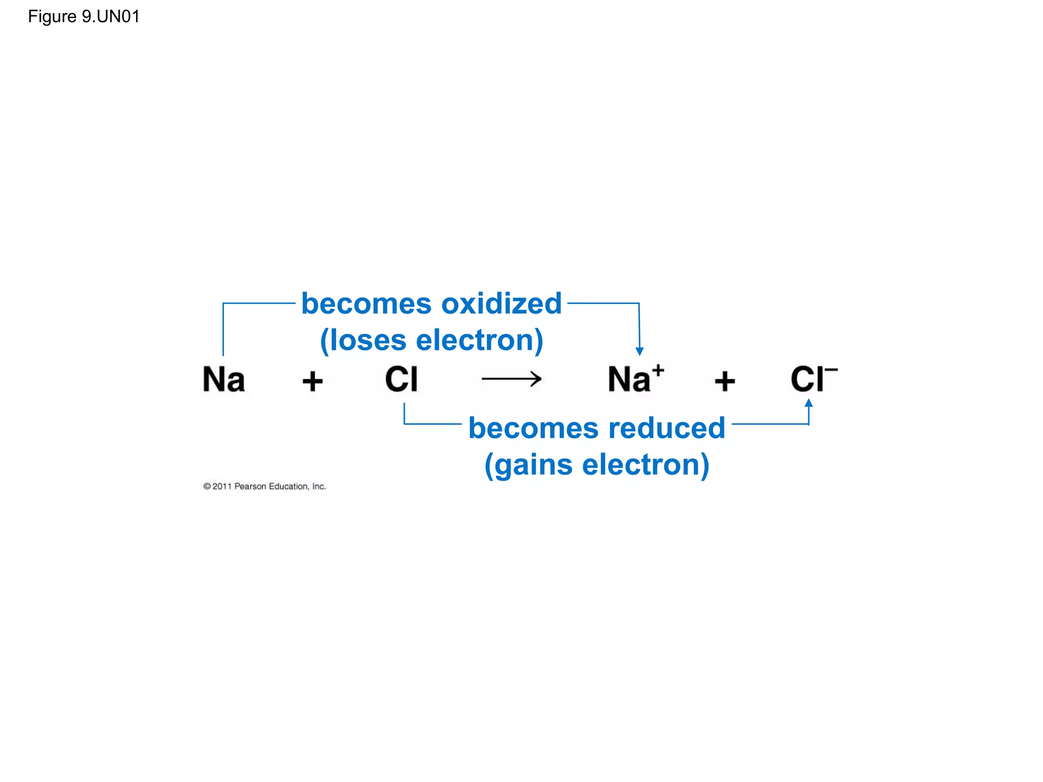 Figure 9.UN01




                becomes oxidized
                 (loses electron)

                          becomes reduced
                           (gains electron)
 