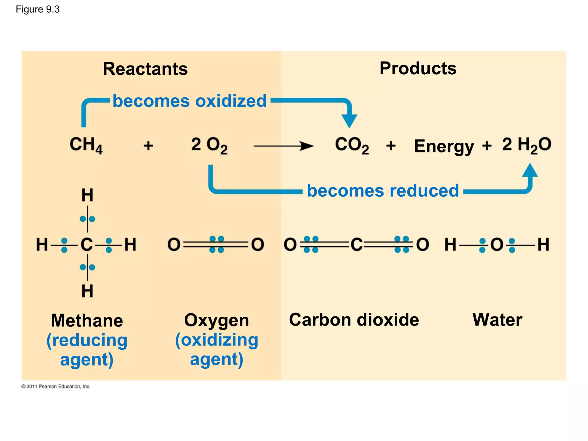 Figure 9.3




             Reactants                    Products
              becomes oxidized

                                              Energy

                                  becomes reduced




       Methane       Oxygen      Carbon dioxide      Water
      (reducing     (oxidizing
        agent)        agent)
 
